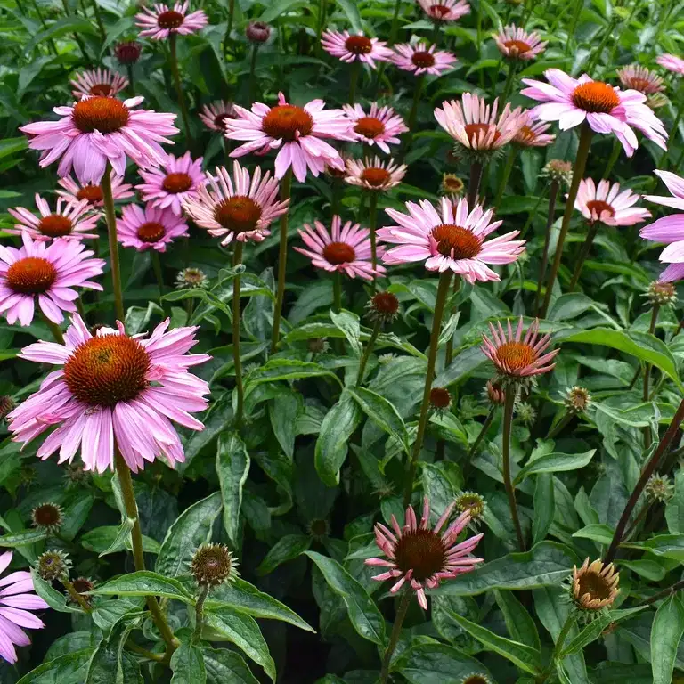 Echinacea purpurea 'Magnus'