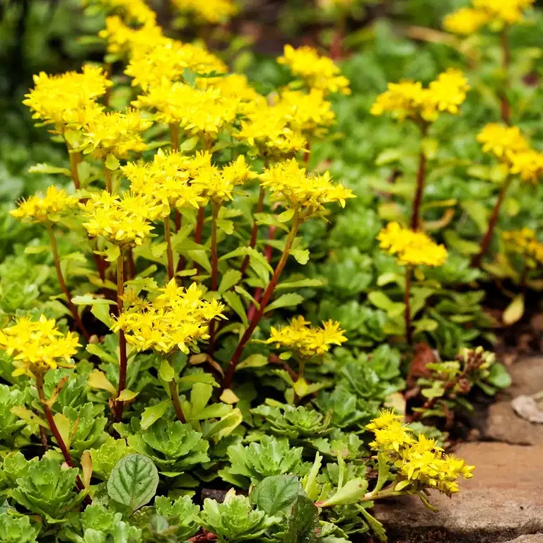 Sedum acre 'Yellow Queen'