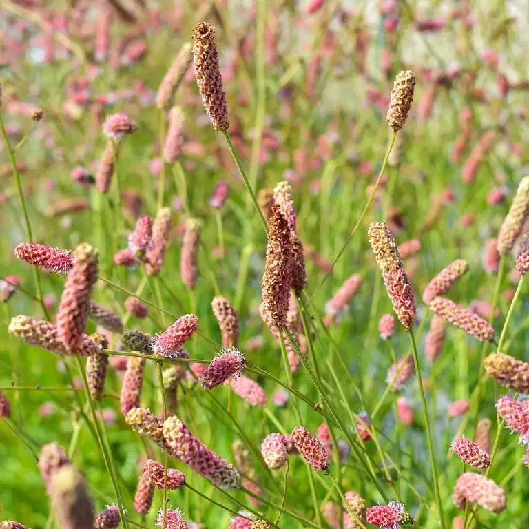 Sanguisorba off. 'Pink Tanna'