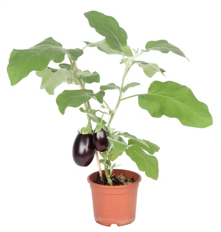 Aubergine 'Roma'