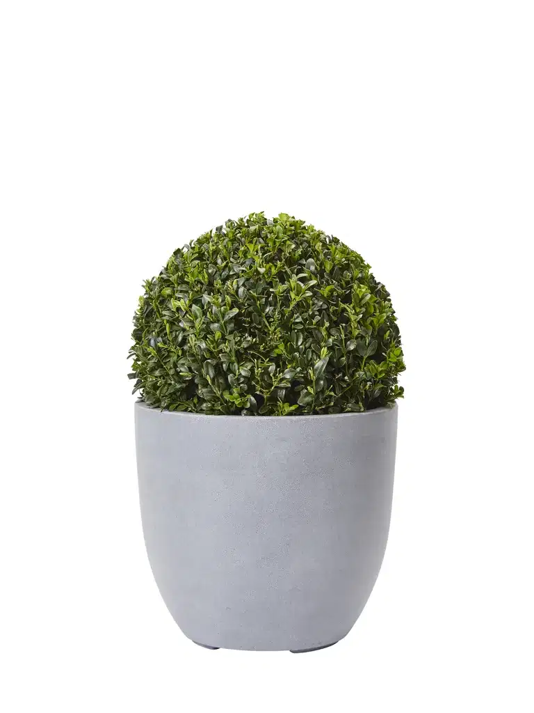 Buxus sempervirens ball 30cm D 4L