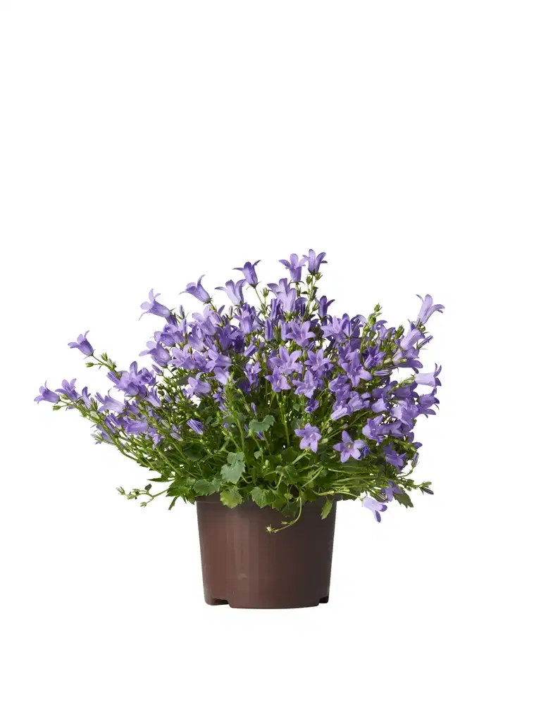 All N. Campanula 'Get MEE' Blue 10,5 cm
