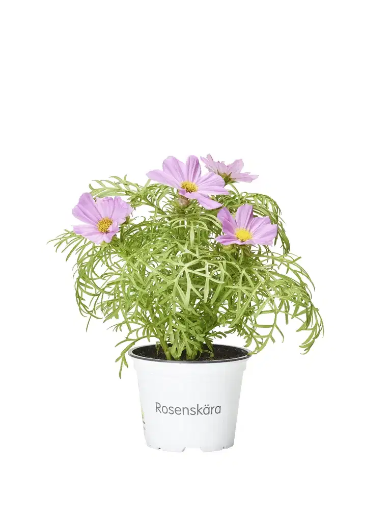 Cosmos bipinnatus 12 cm