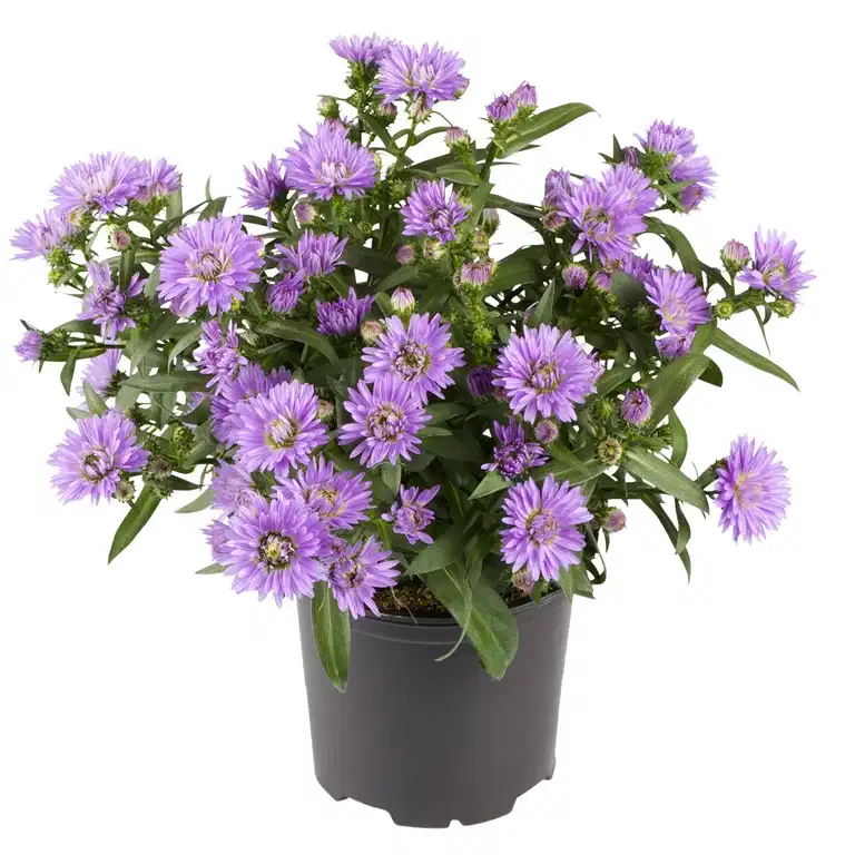 Aster N.B. Blue 10,5 cm