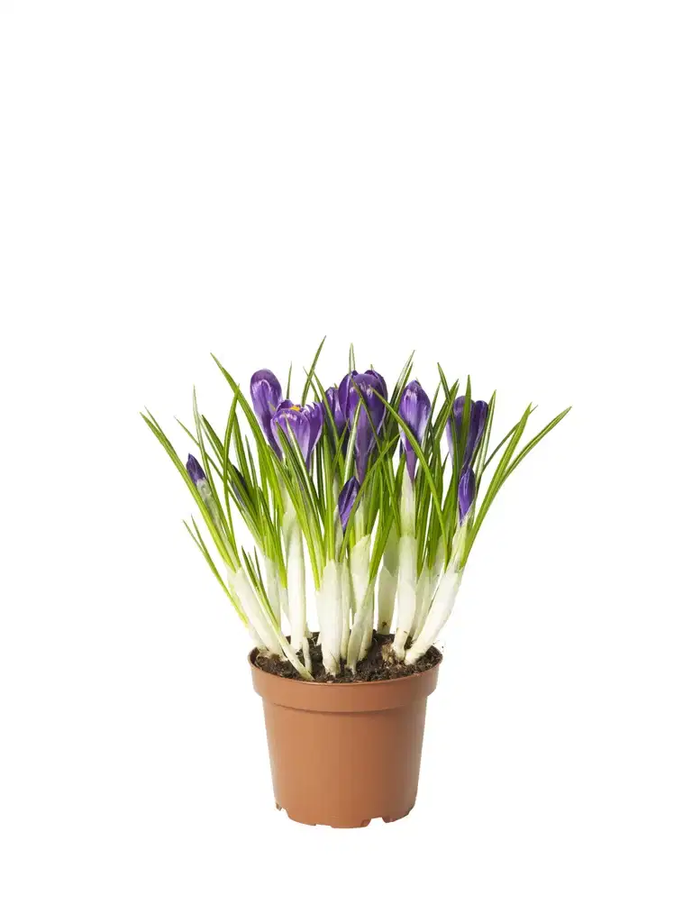 Krokus 'Flower Record'