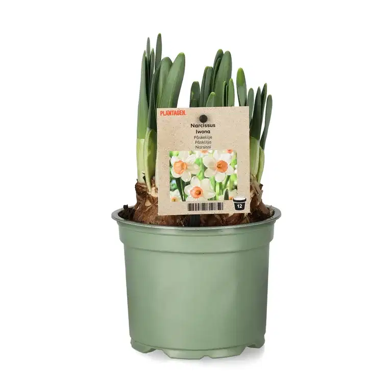 Narcissus 'Iwona' 12 cm