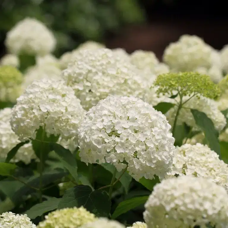 Hydrangea arborescens 'Annabelle' 23cm