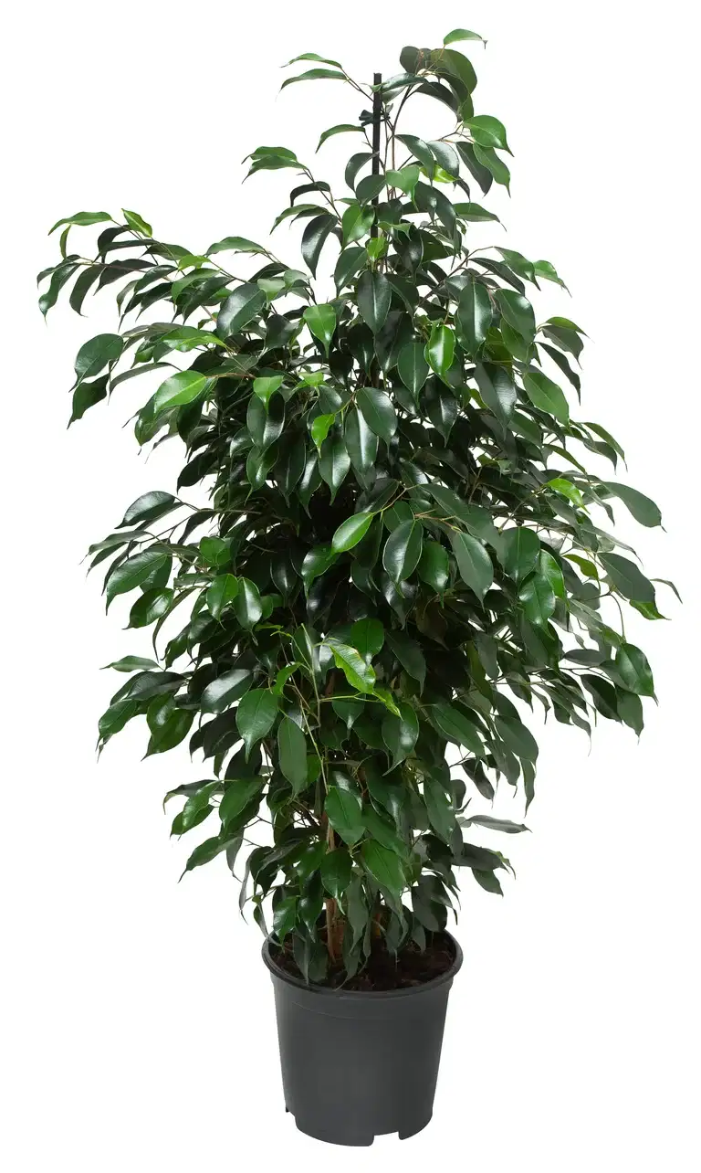 Ficus benjamina 'Danielle' pyramide 21 cm