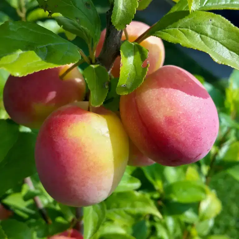 Prunus domestica 'Reeves' St.Jul.A 10L