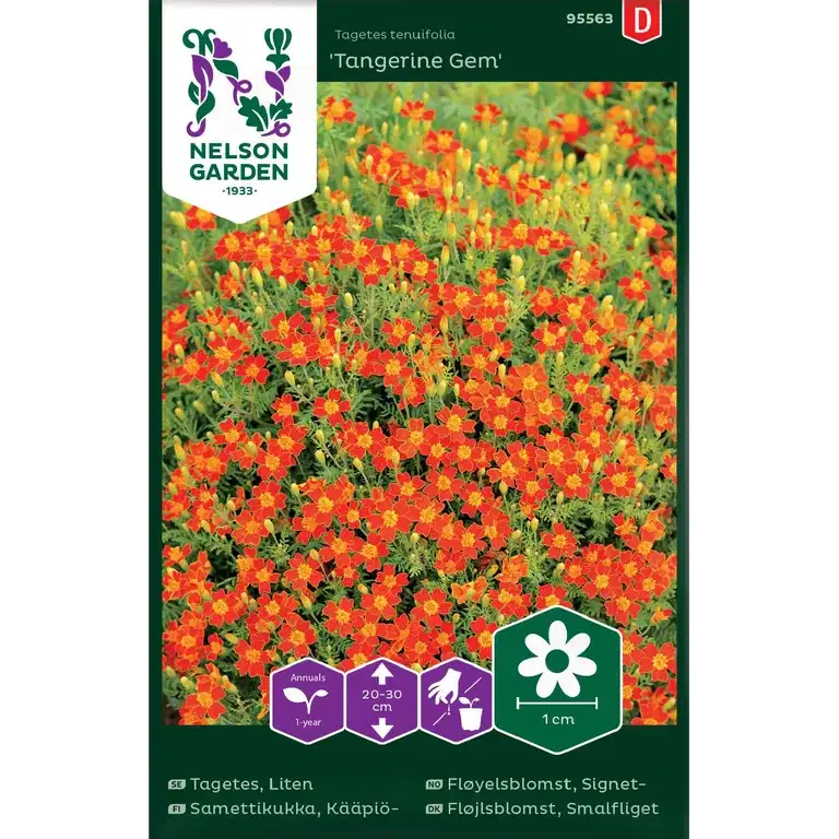 Signetfløyelsblomst 'Tangerine Gem'