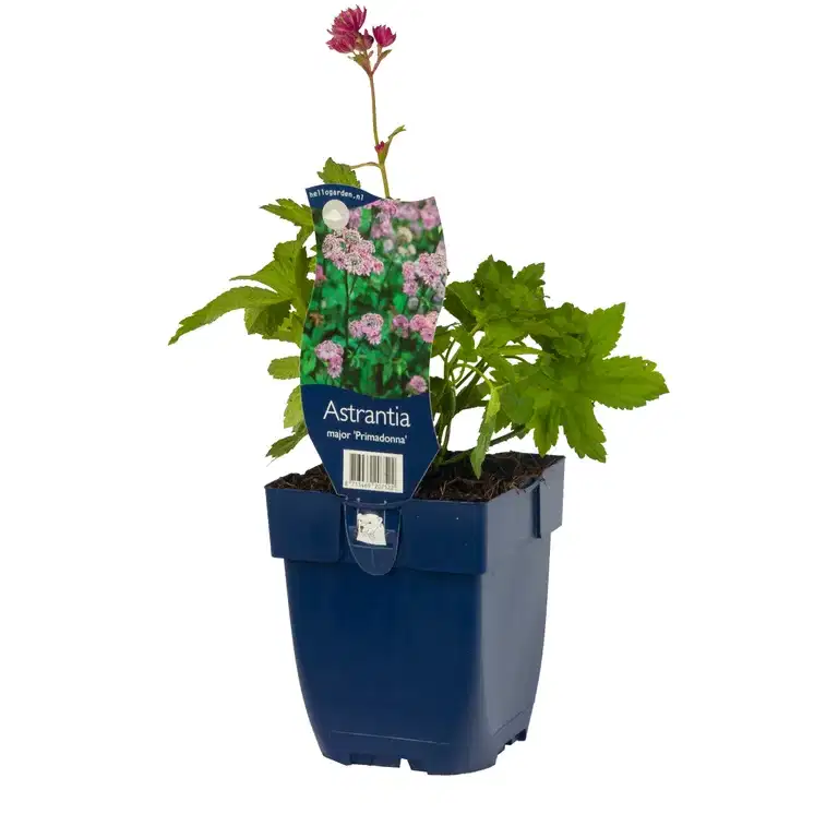Astrantia major 'Primadonna'