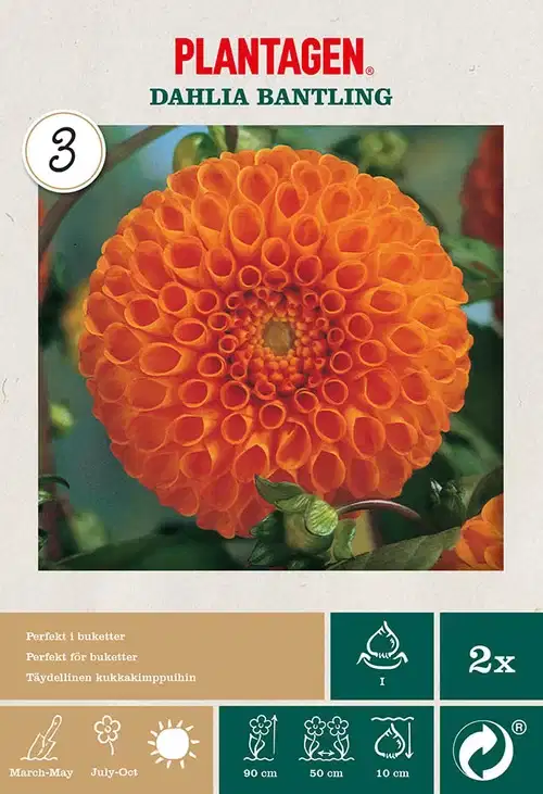 Pompong-georgine ‘Bantling’