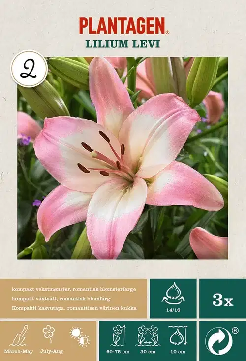 Lilje Lilium Asiatic ‘Lollypop’