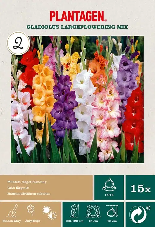Gladioler fargemiks