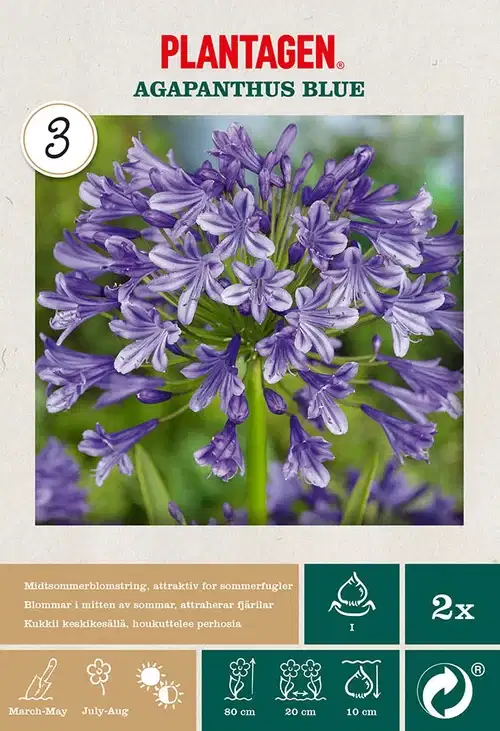 Afrikas blå lilje 'Agapanthus Blue'