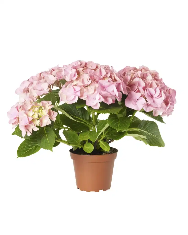 Stuehortensia