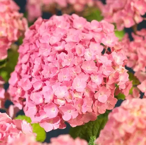 Hortensia