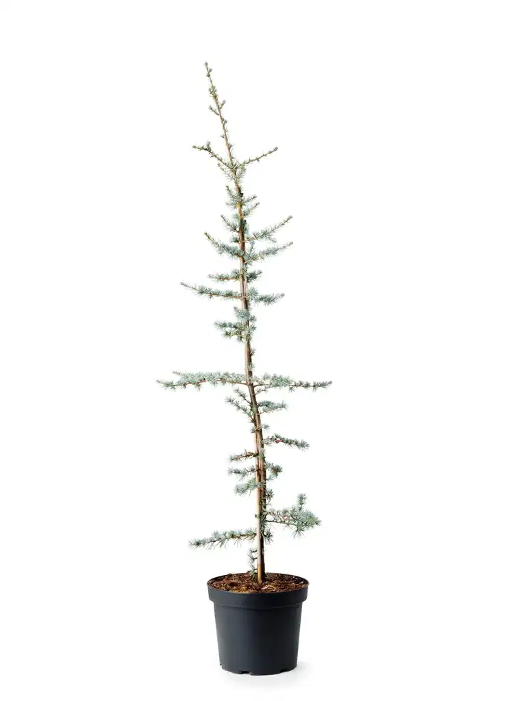 Cedrus libani 'Glauca' 26 cm
