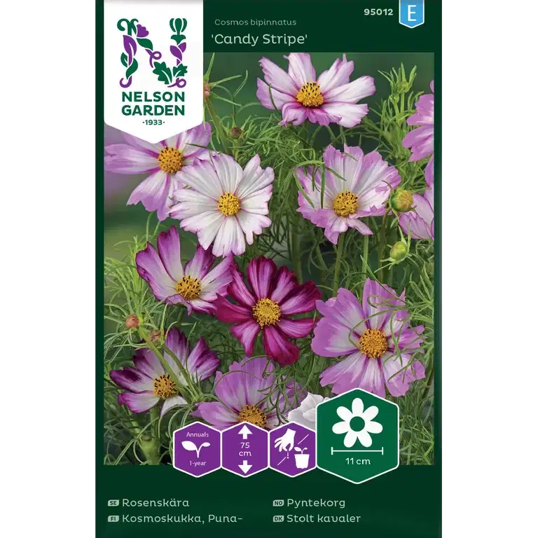 Rosenskära, Candy Stripe