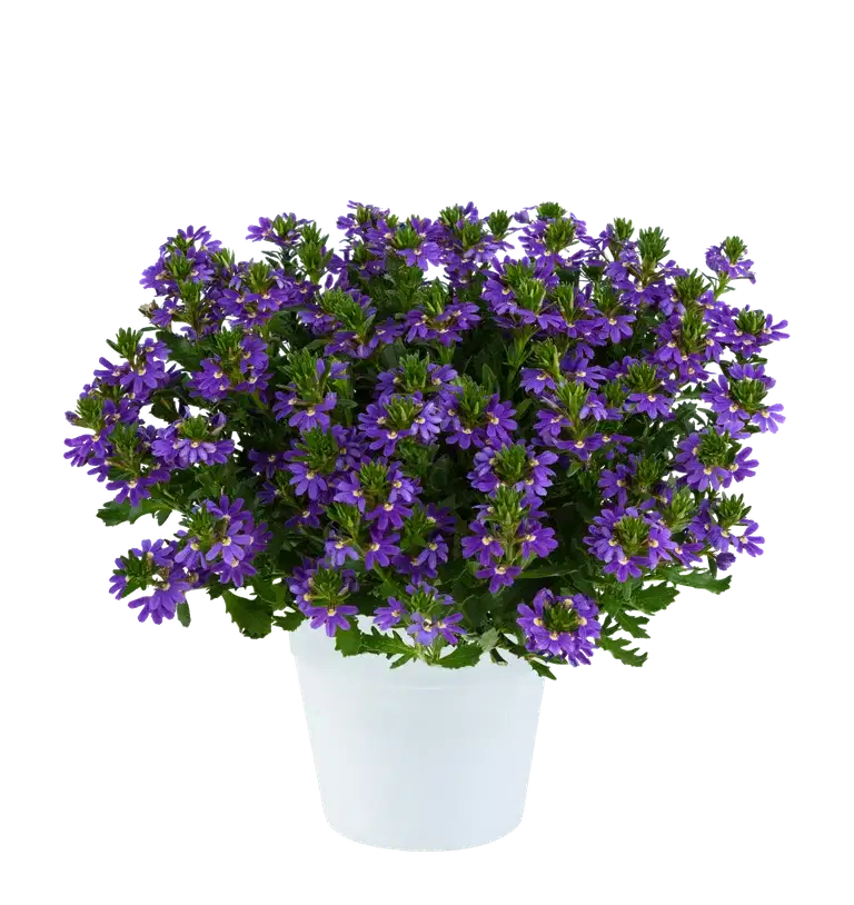 Scaevola Blue 12 cm