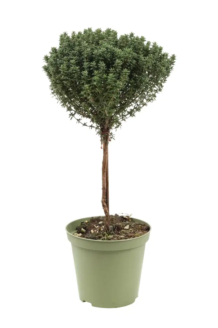 Thymus vulgaris stem 14 cm