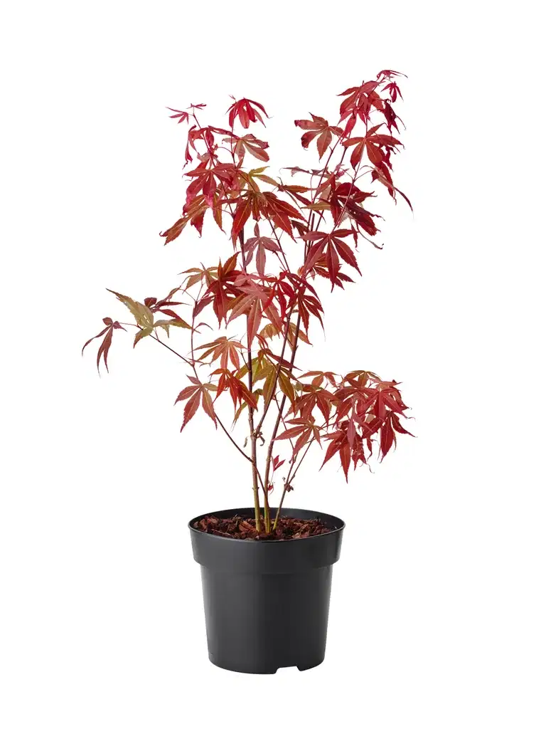 Acer Mix 15cm