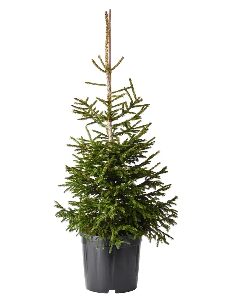 Picea orientalis 'Aureospicata' Premium 32cm