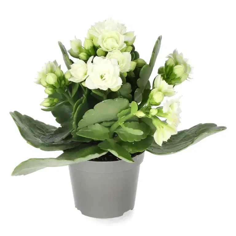 Kalanchoe mini White 6 cm