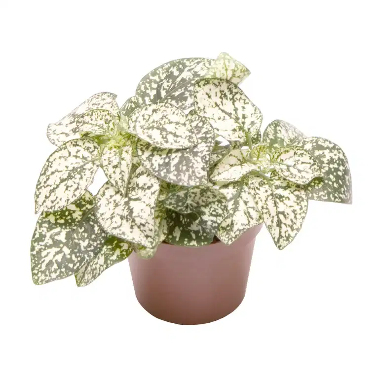 Hypoestes phyllostachya 'White' 6 cm