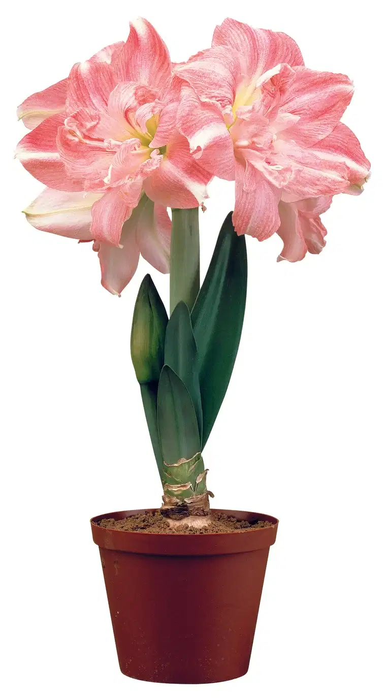 Amaryllis 'Rozetta'