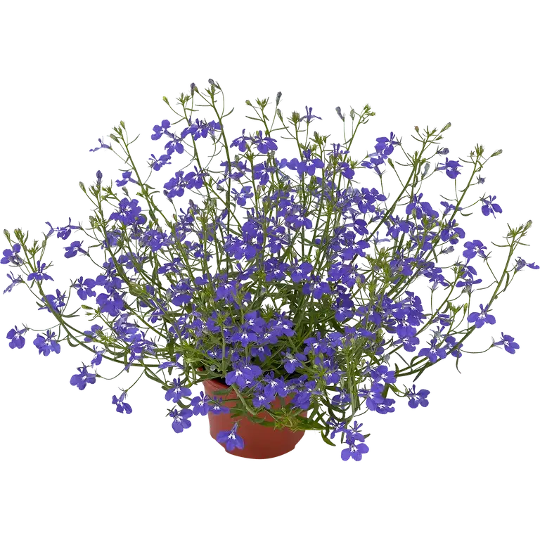 Lobelia h. Dark Blue 12 cm