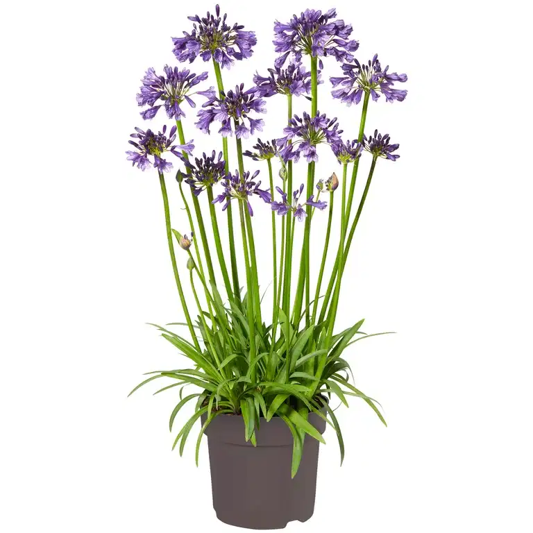 Afrikas blå lilje 'Poppin Purple’