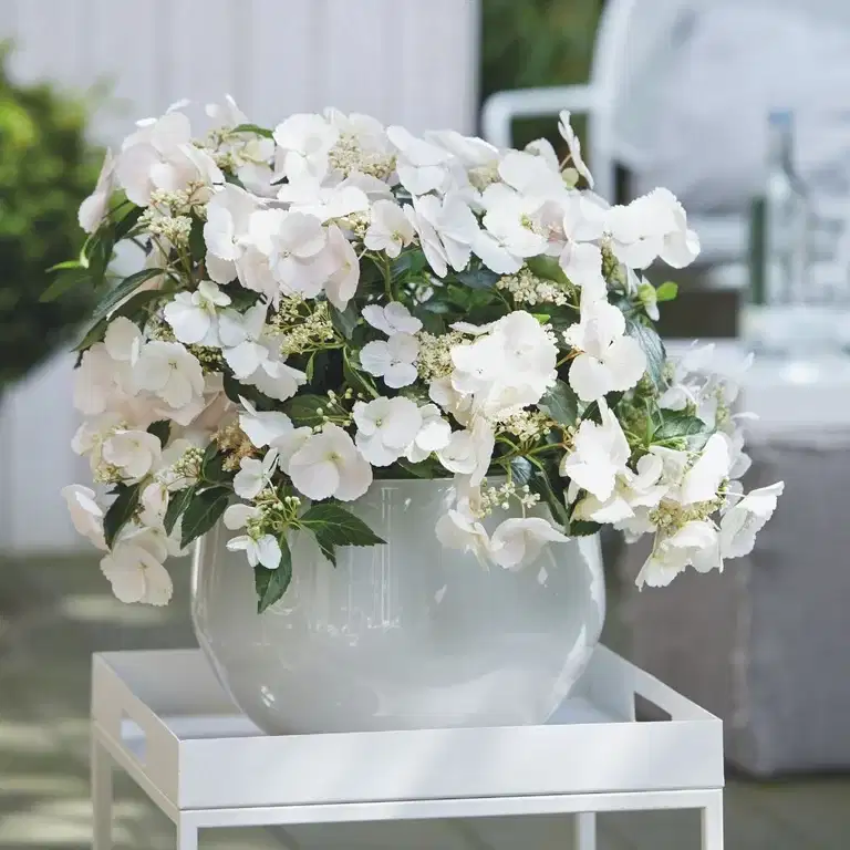 Hydrangea hybrid RUNAWAY BRIDE SNOW WHITE 24cm