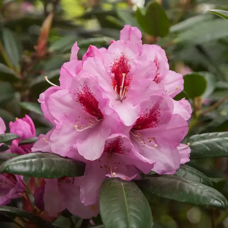 Rododendron 'Hachmann's Diadem'