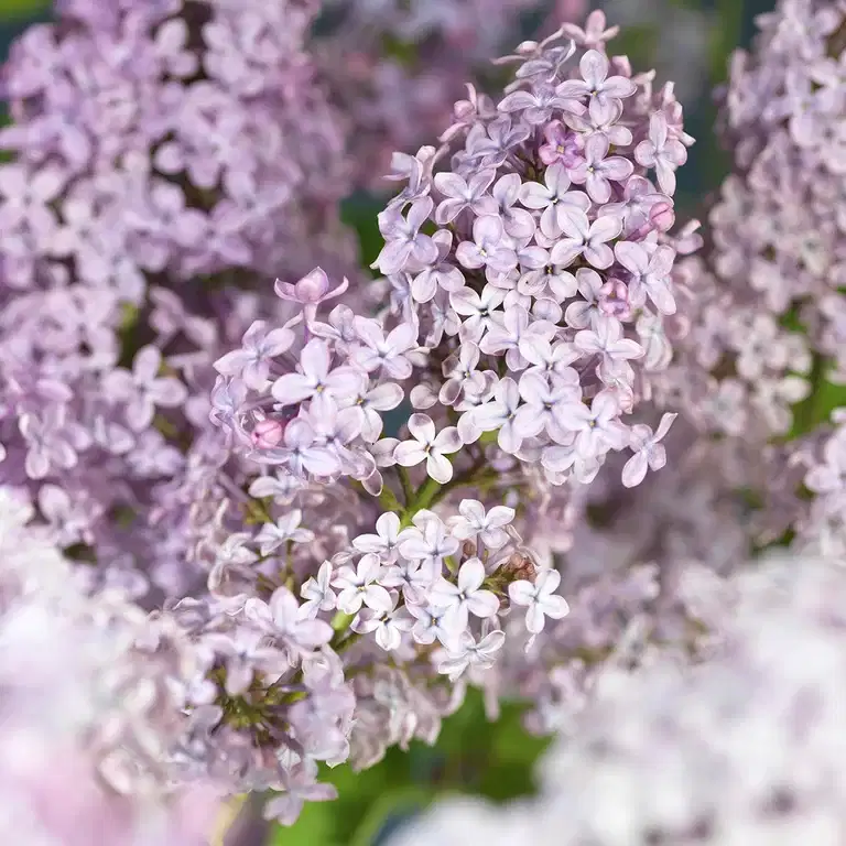 Syringa vulgaris 'Ruhm von Horstenstein' 80-100cm 29cm