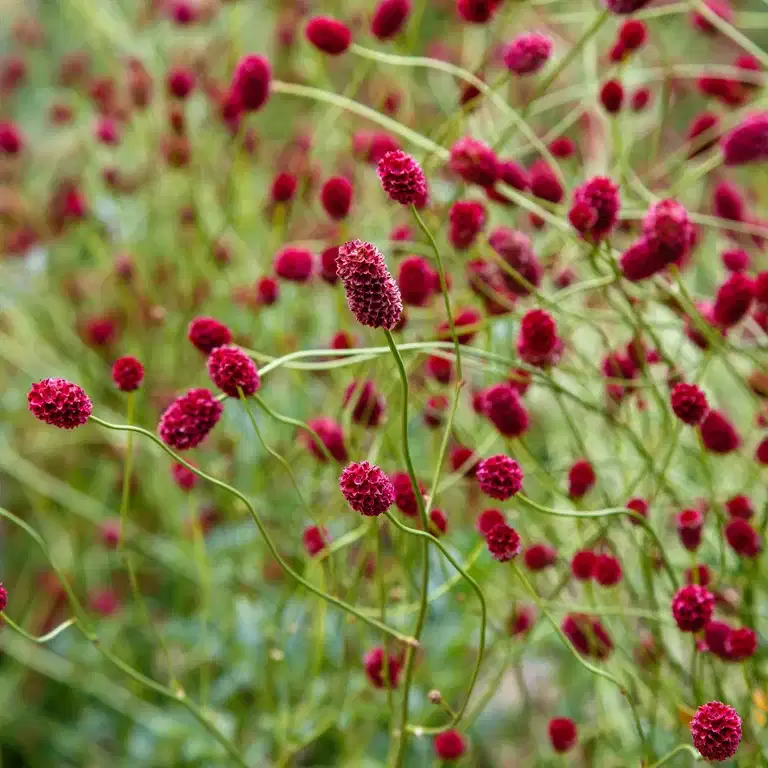Sanguisorba 'Proud Mary'