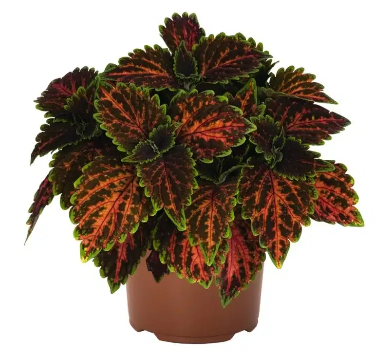 Coleus 'Magnificent Mile' 12 cm