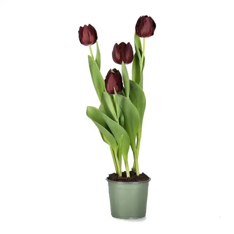 Tulipan 'Black Bean'