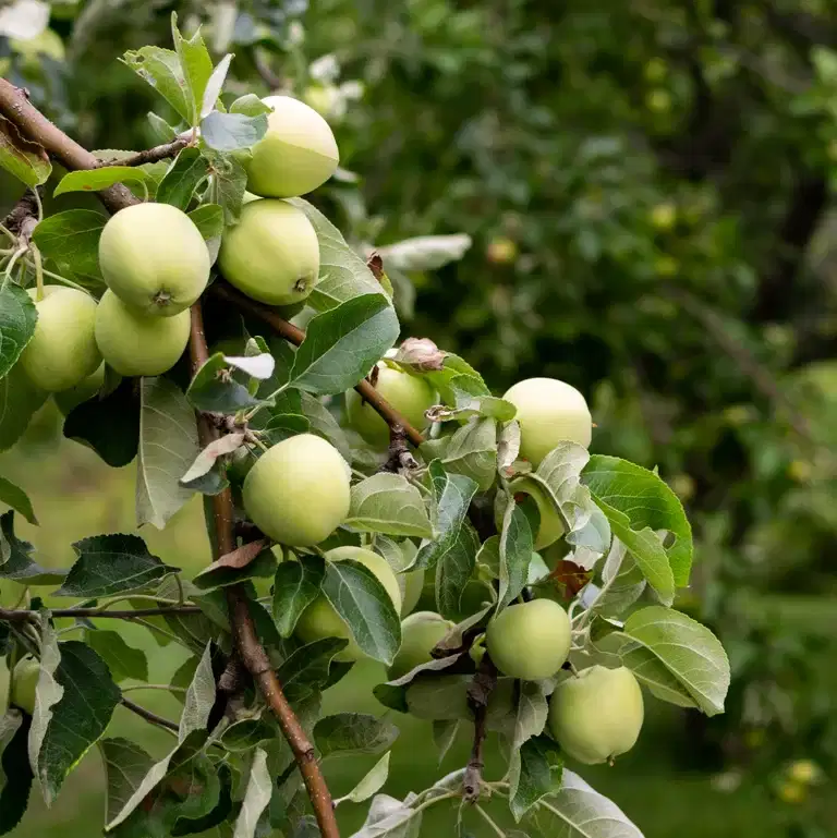 Eple 'Transparente Blanche' Geneva 202®