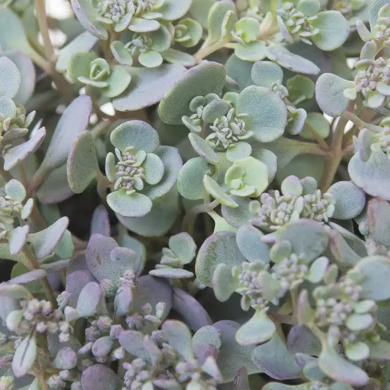 Japanbergknapp 'Lidakense'