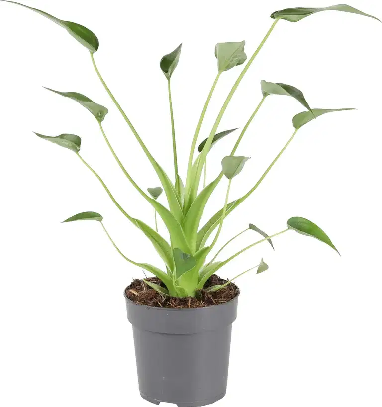 Alocasia 'Tiny Dancer'