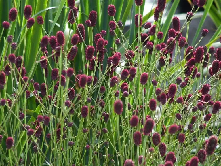 Sanguisorba off. 'Tanna'