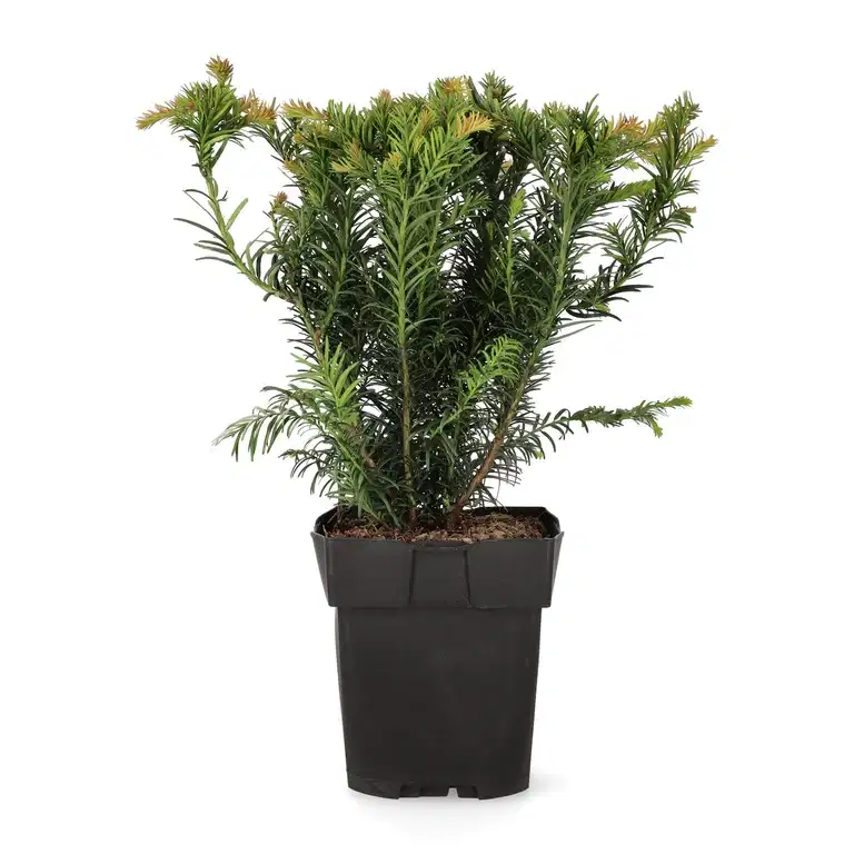 Taxus baccata 'Repandens' 17cm