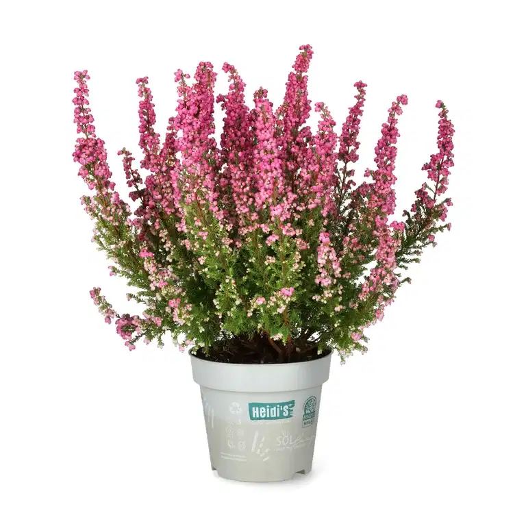Erica gracilis `Heidi's` 12 cm