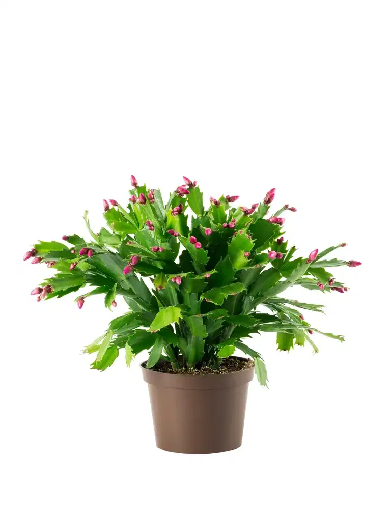 Schlumbergera 11 cm