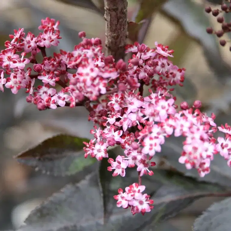 Svarthyll BLACK BEAUTY XXL