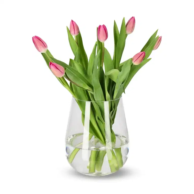 Tulips 7 pack NO