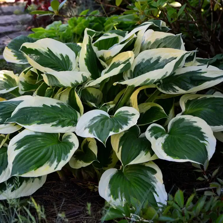Hosta 'Minuteman' 19cm