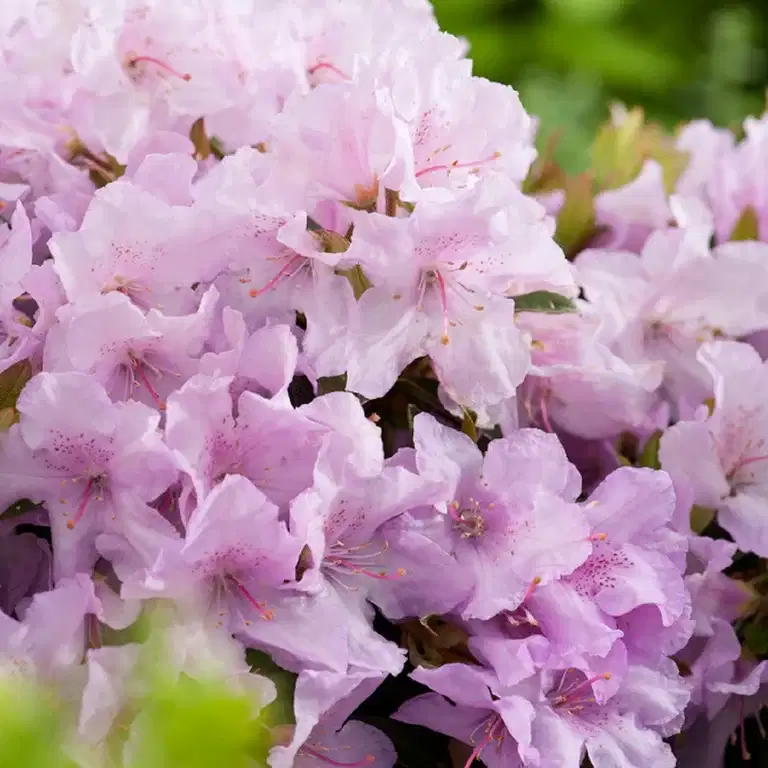 Rododendron 'Robert Seleger'