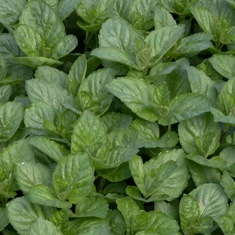 TEA Peppermynte 'Grapefruit'